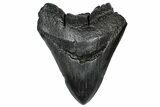 Large, Fossil Megalodon Tooth - South Carolina #301801-1